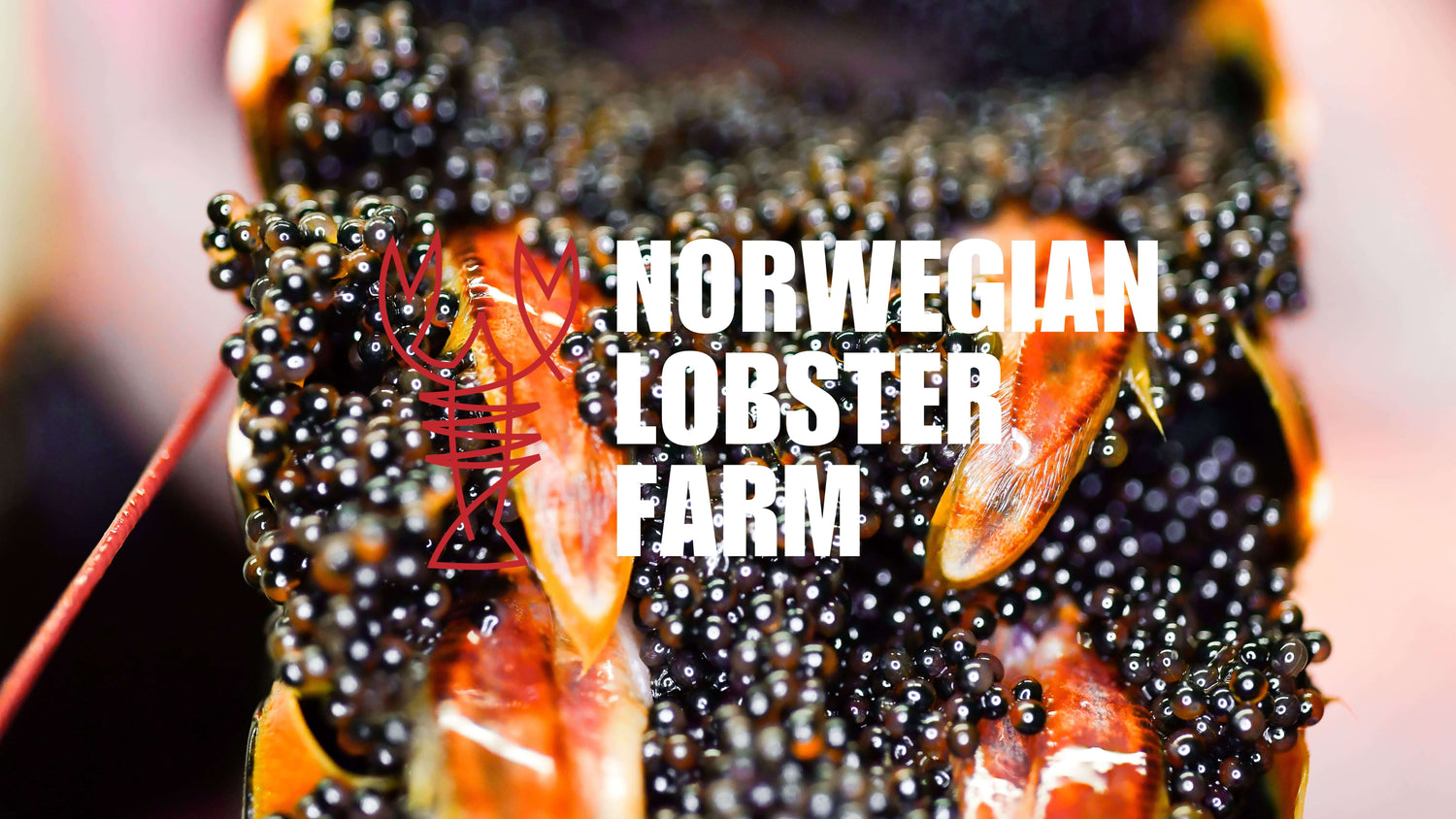 Nærbilde av hummer fra Inari sin innholdsproduksjon for Norwegian Lobster Farm.